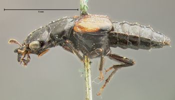 Media type: image;   Entomology 6515 Aspect: habitus lateral view